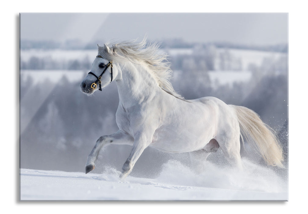 Pixxprint Weißes Pferd auf Schneewiese, Glasbild