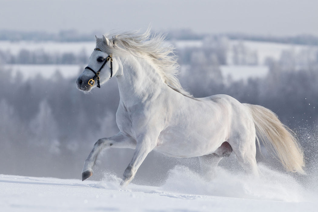 Weißes Pferd auf Schneewiese, Glasbild