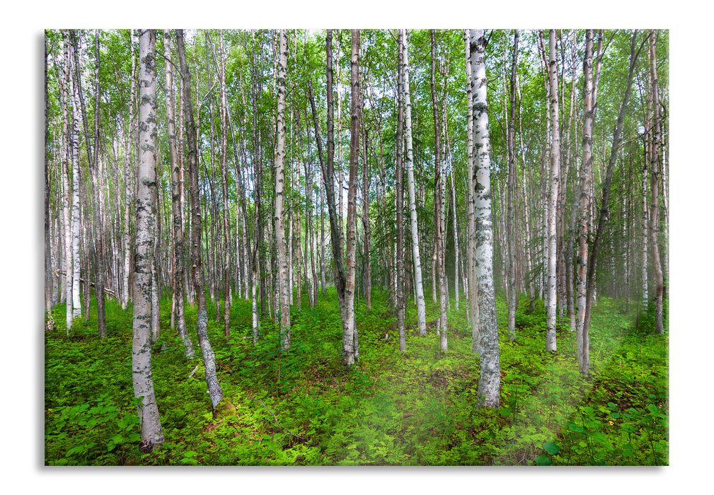 Pixxprint Birkenwald, Glasbild