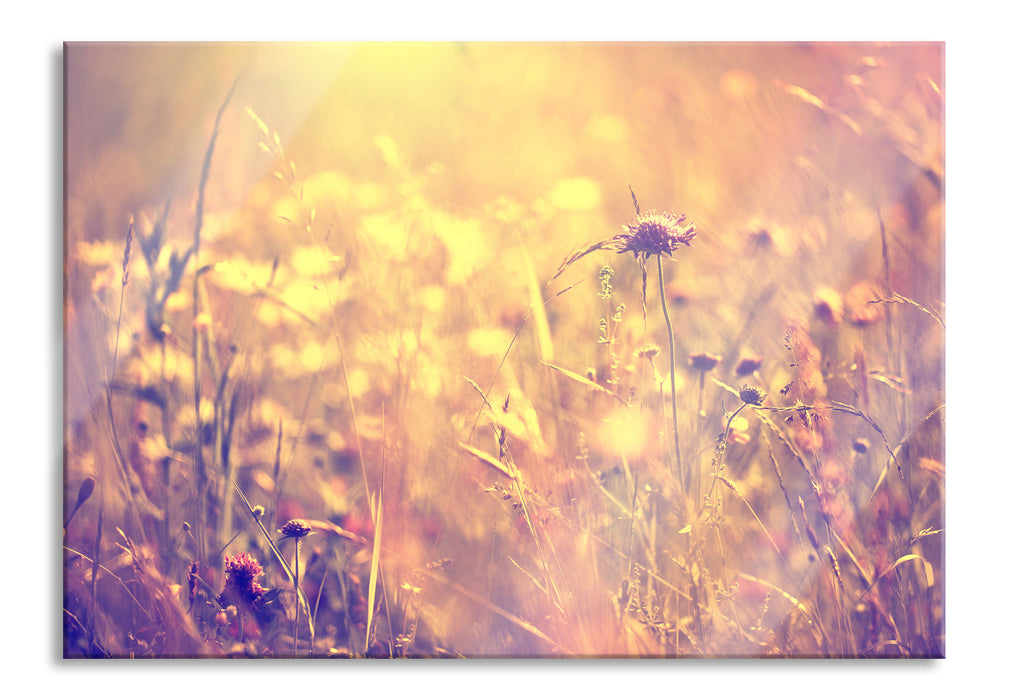 Bunte Gräser Pflanzen Natur, Glasbild