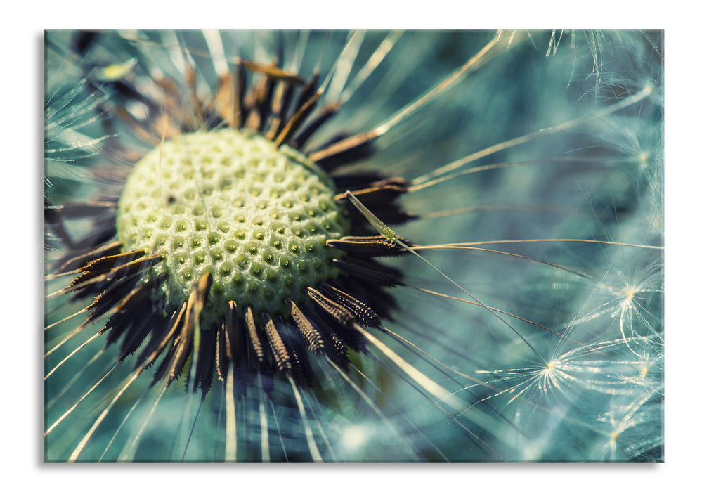 Pixxprint Pusteblume, Glasbild