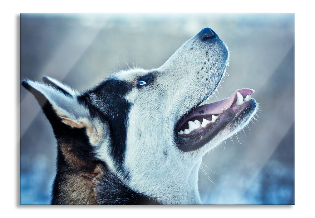 Pixxprint Husky von der Seite, Glasbild