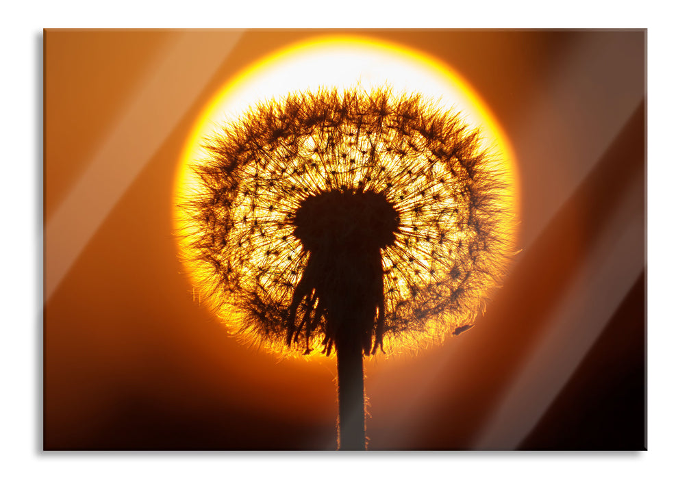 Pixxprint Pusteblume abends, Glasbild