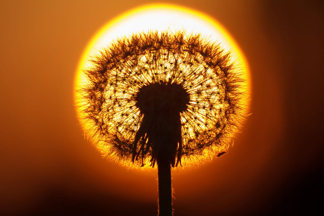 Pusteblume abends, Glasbild