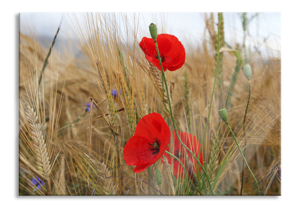 Pixxprint Mohnblumen im Getreidefeld, Glasbild