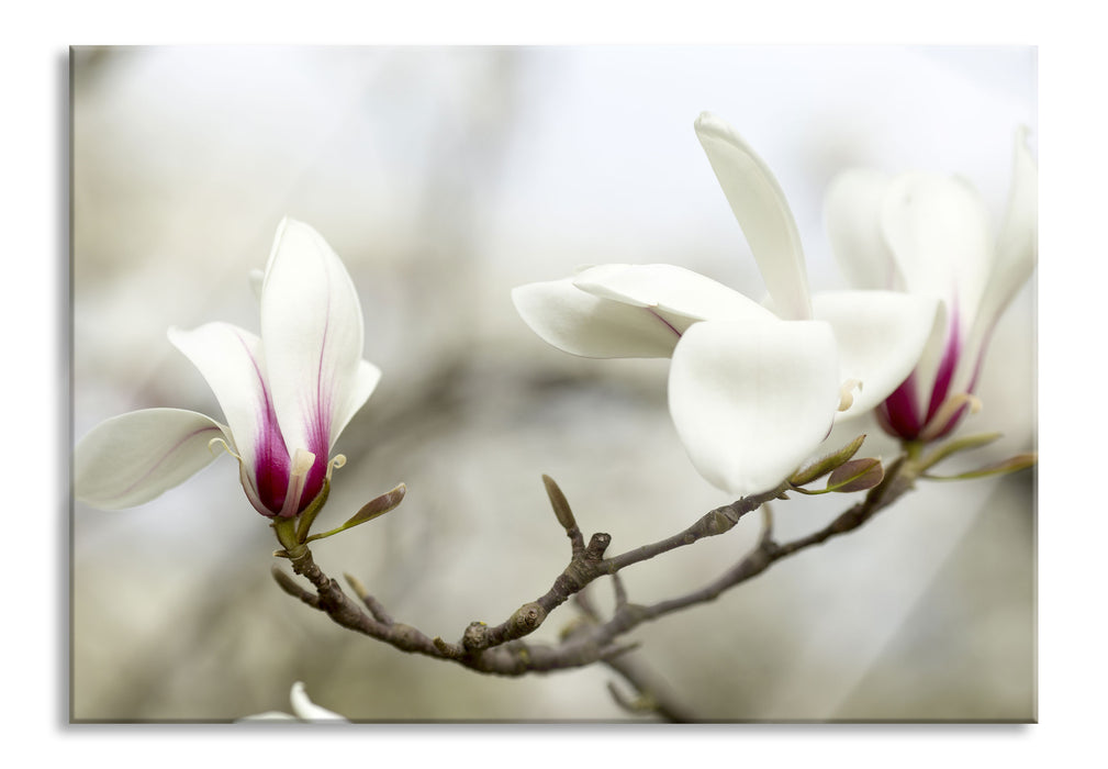 Pixxprint Weiße Baumblüten, Glasbild