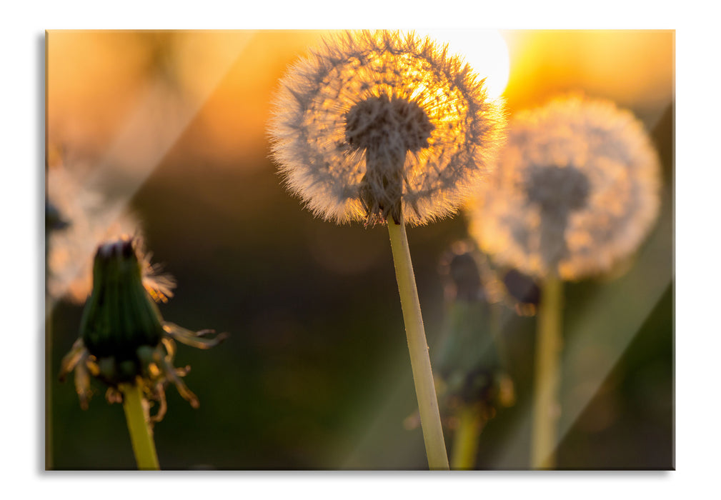 Pixxprint Pusteblume, Glasbild