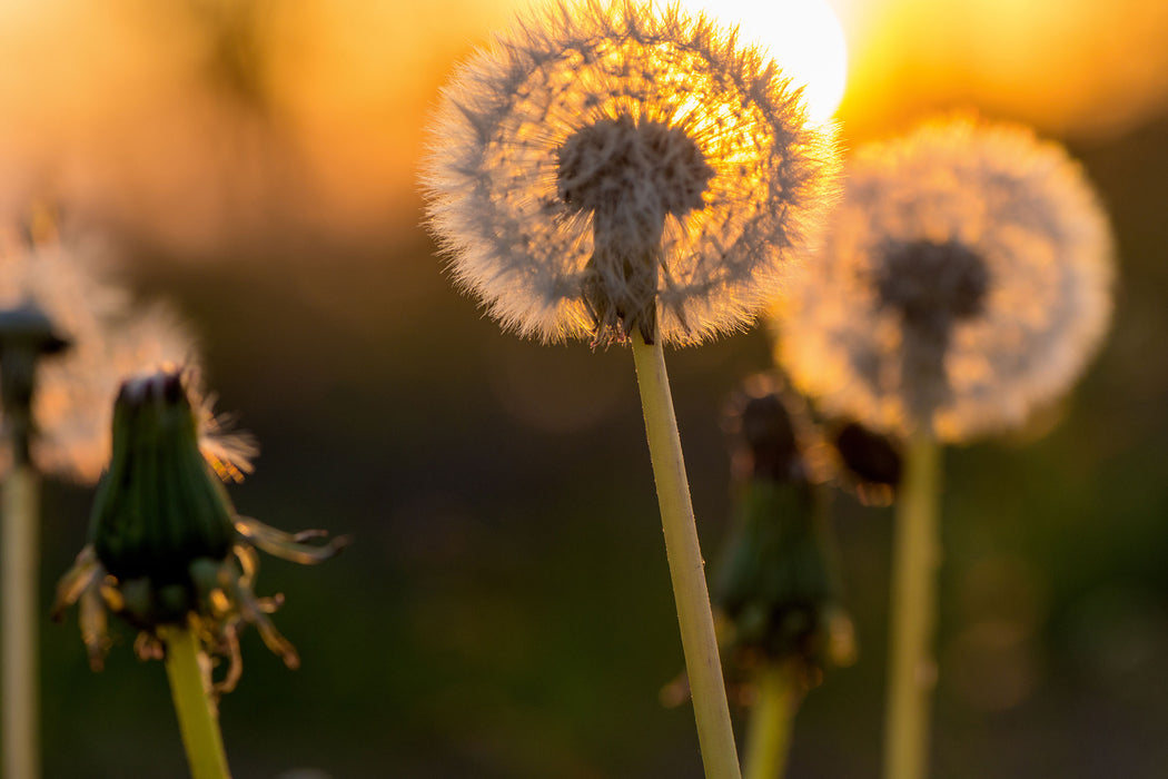 Pusteblume, Glasbild