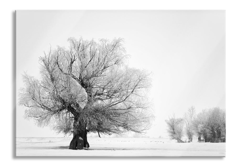 Pixxprint Bäume im Schnee Nebel, Glasbild