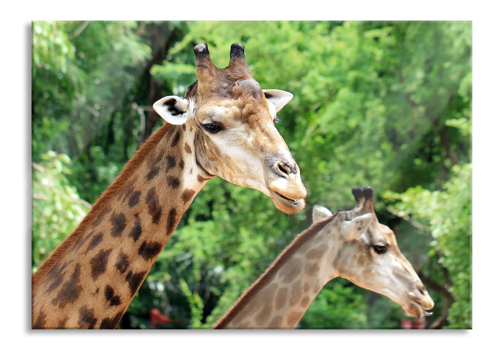 Pixxprint Giraffen, Glasbild