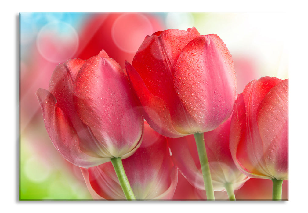 Pixxprint Rote Tulpen, Glasbild