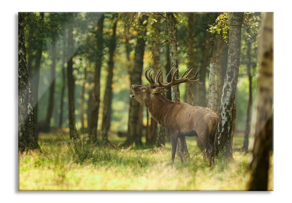 Pixxprint Hirsch im Wald, Glasbild