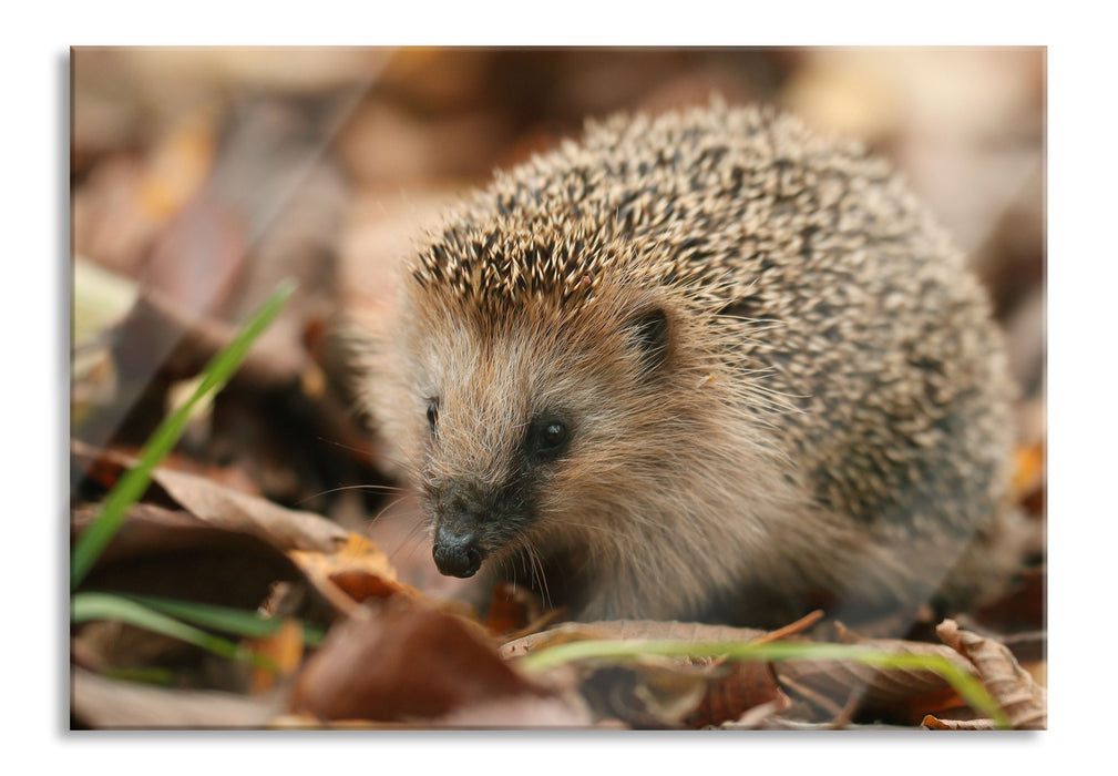 Pixxprint Kleiner Igel, Glasbild