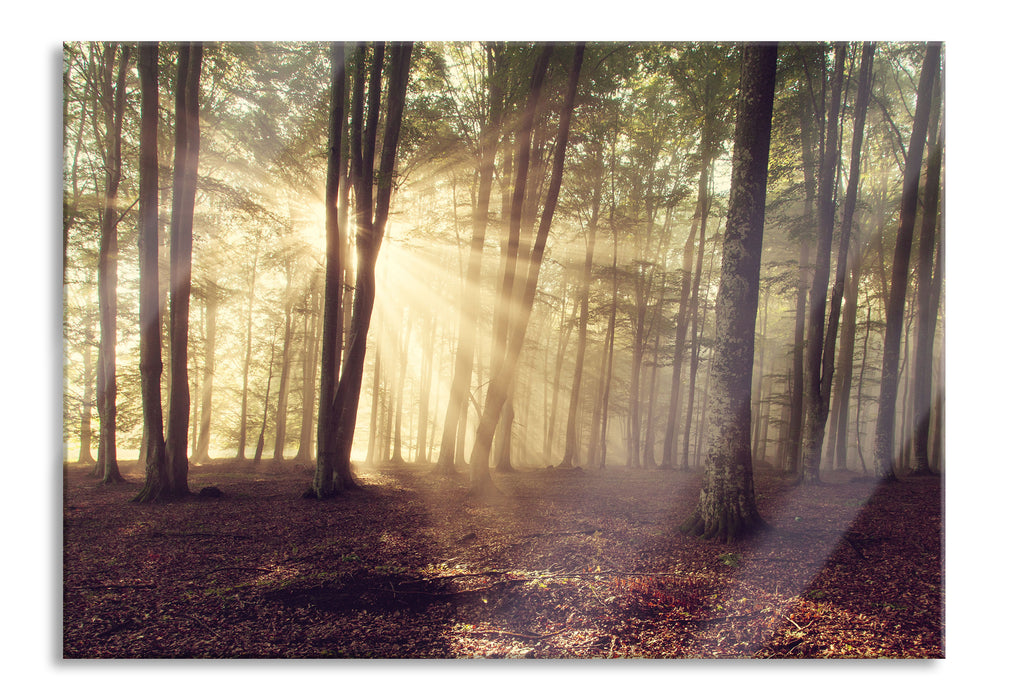 Pixxprint Waldlichtung im Sonnenschein, Glasbild