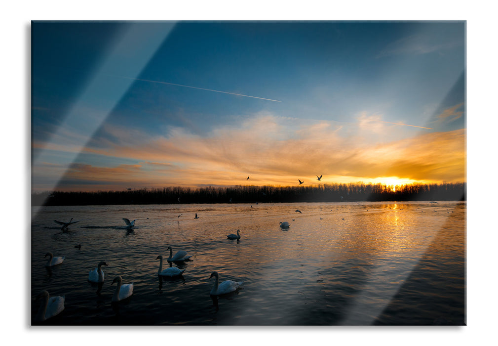 Pixxprint Schwäne im Sonnenuntergang, Glasbild