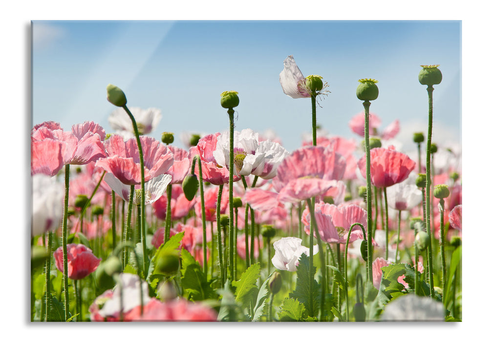 Pixxprint Blumenwiese Mohnblumen, Glasbild