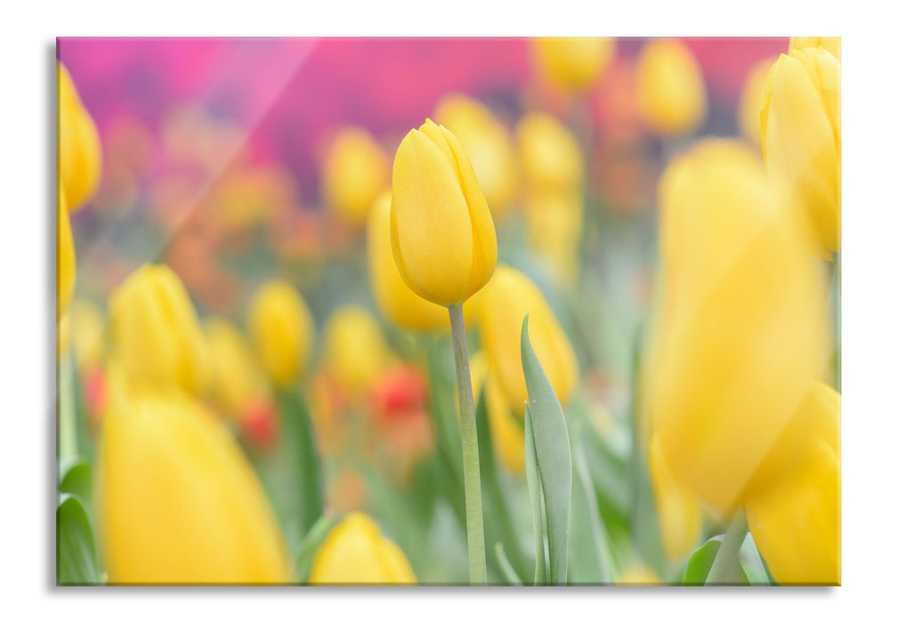 Pixxprint Gelbe Tulpen im Frühling, Glasbild