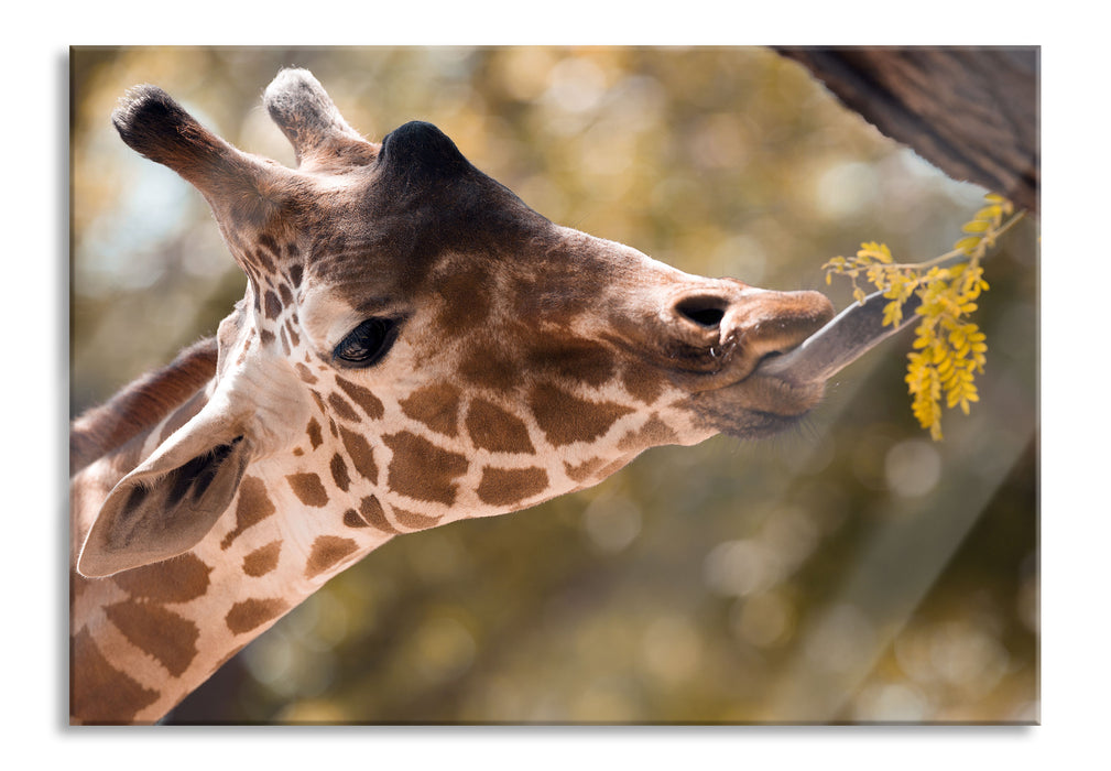 Pixxprint Giraffe Gesicht, Glasbild