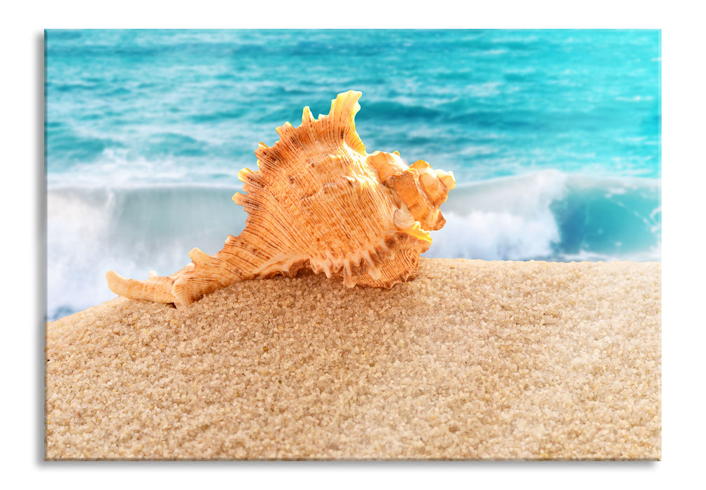 Muschel am Strand, Glasbild