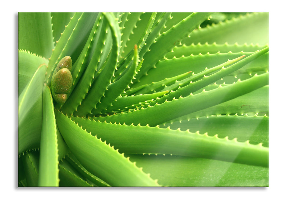 Pixxprint Aloe Vera, Glasbild