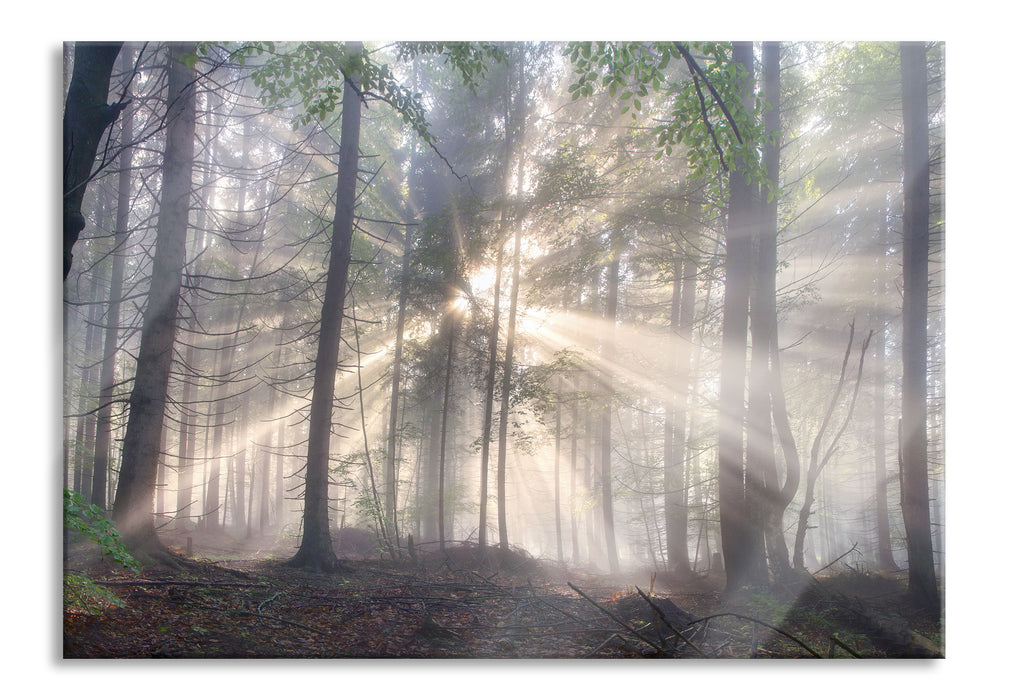 Pixxprint diesiger Waldweg, Glasbild