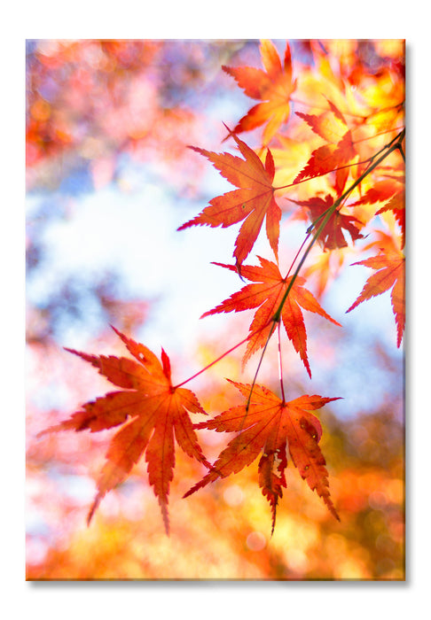 Pixxprint Roter Ahorn im Sonnenlicht, Glasbild