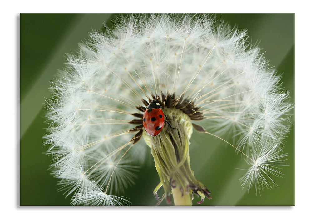 Pixxprint Marienkäfer auf Pusteblume, Glasbild