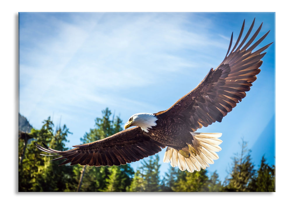 Pixxprint Adler, Glasbild