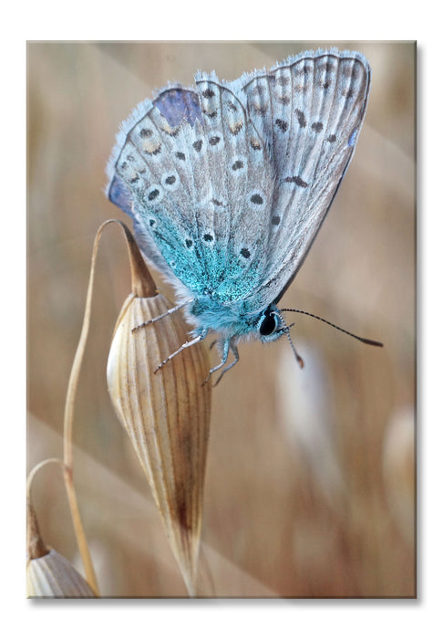 Pixxprint Schmetterling auf Blume Natur Tier, Glasbild