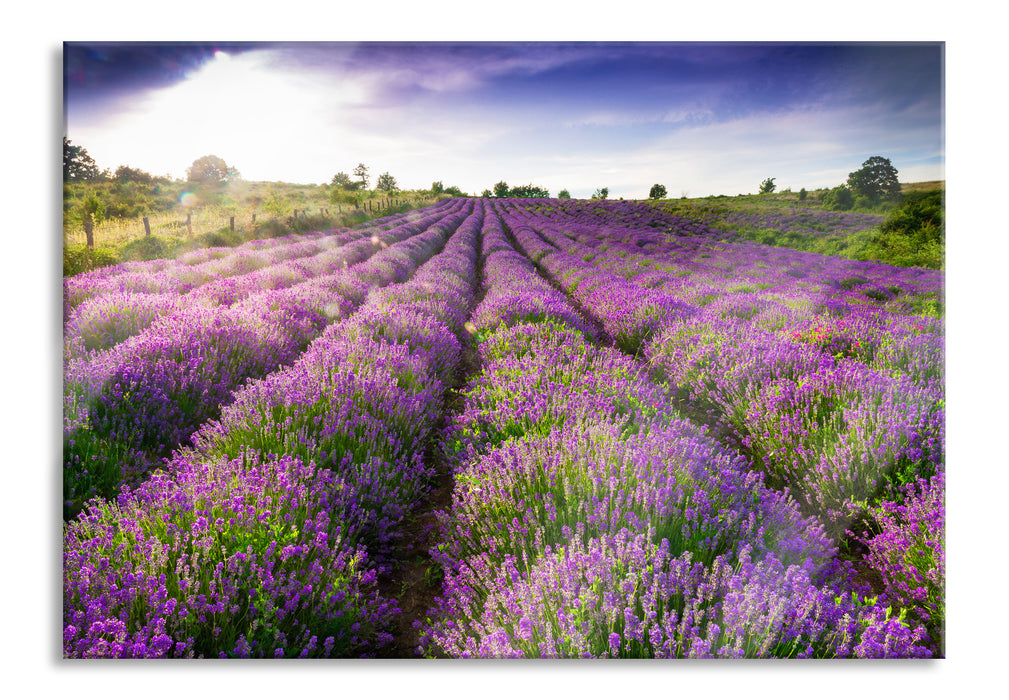 Lavendelfeld Provence, Glasbild