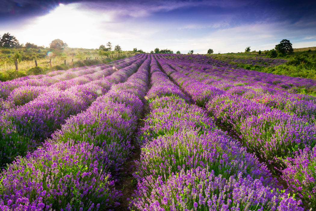 Lavendelfeld Provence, Glasbild
