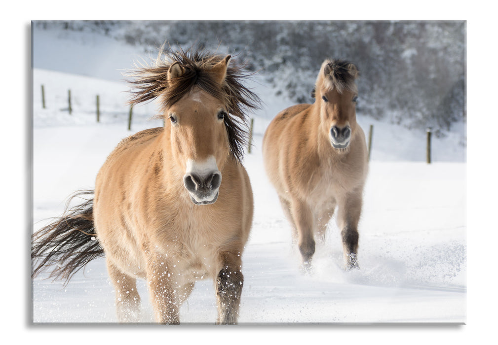 Pixxprint Pferd im Schnee, Glasbild