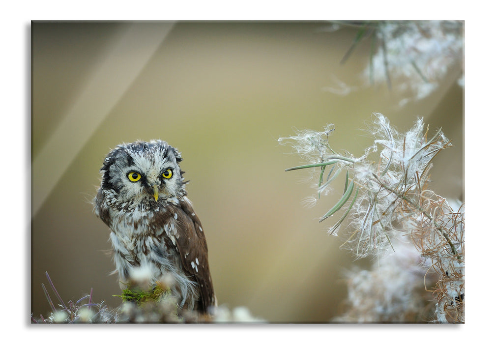 Pixxprint Kauz bestaunt Blatt, Glasbild