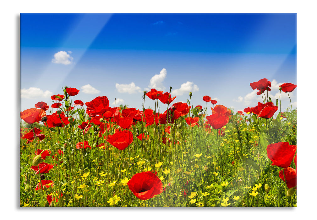 Pixxprint Mohnwiese, Glasbild