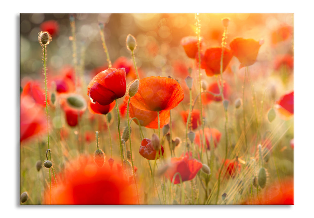 Pixxprint Mohnwiese, Glasbild