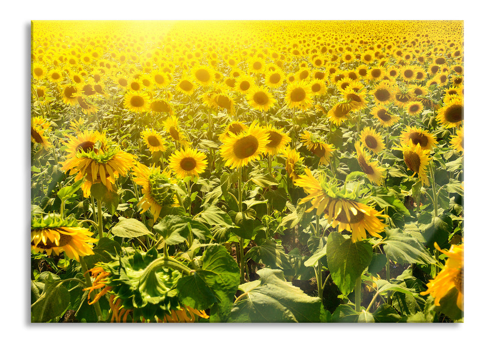 Pixxprint Riesiges Sonnenblumenfeld, Glasbild