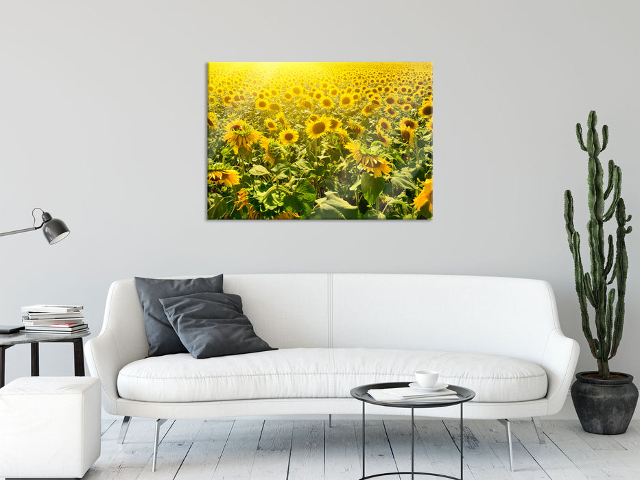 Riesiges Sonnenblumenfeld, Glasbild