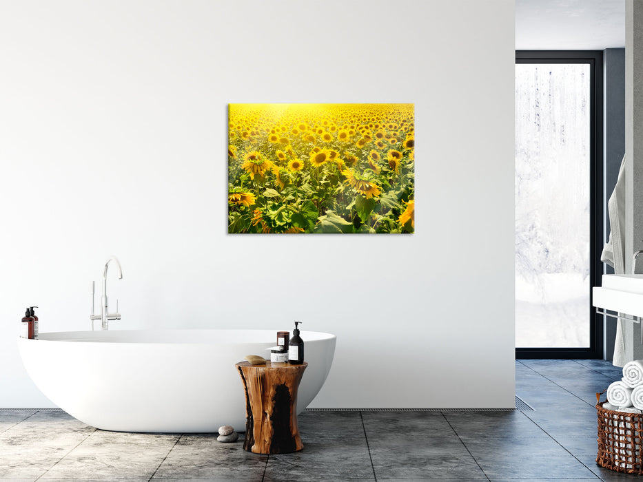 Riesiges Sonnenblumenfeld, Glasbild