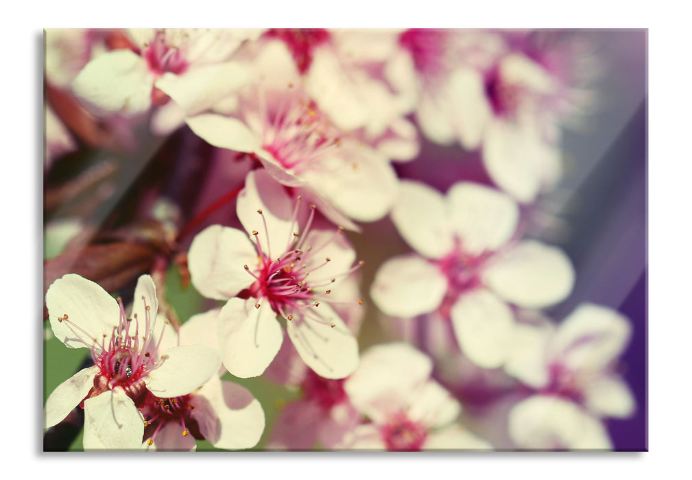 Pixxprint Kirschblüten Retro, Glasbild