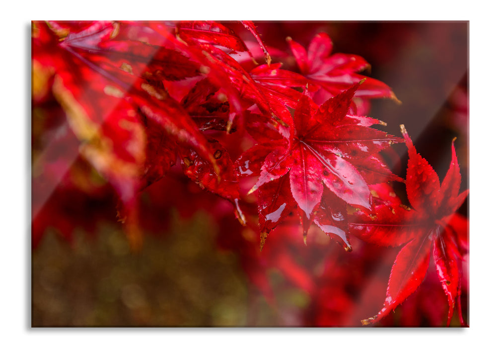 Pixxprint Roter Ahorn im Sonnenlicht, Glasbild