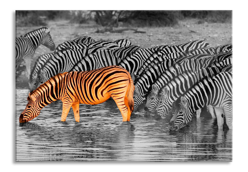 Pixxprint Zebras an der Wasserstelle, Glasbild