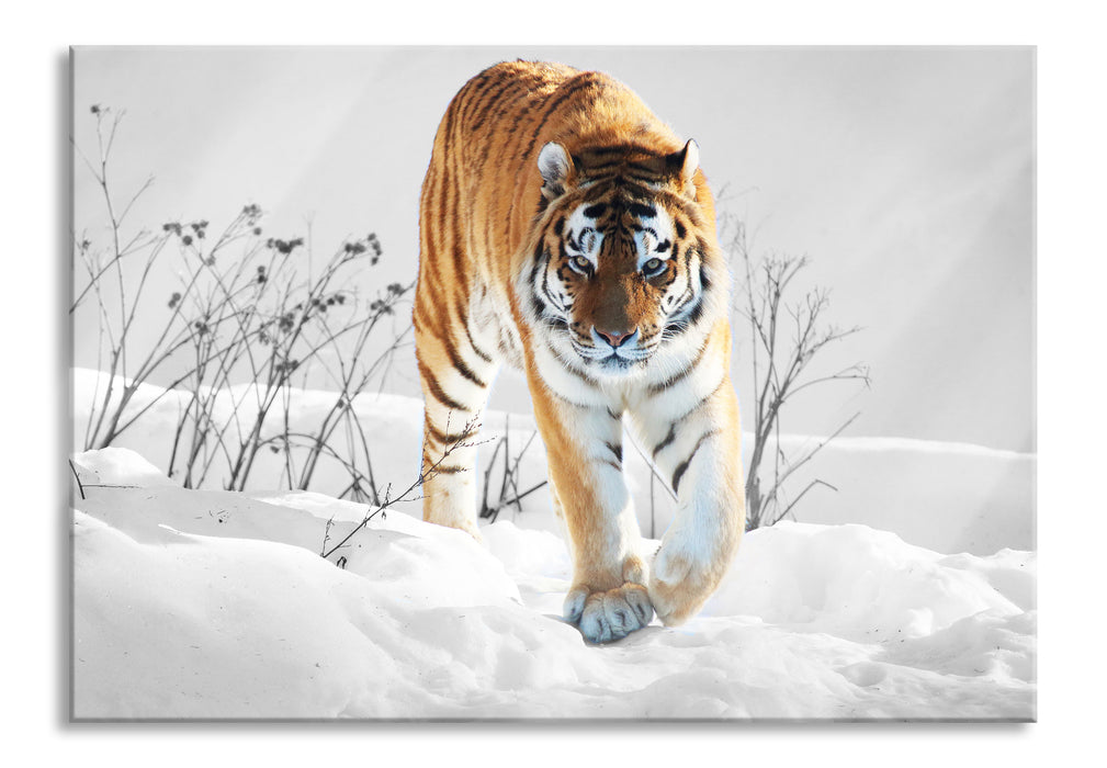 Pixxprint Großer wilder Tiger im Schnee, Glasbild