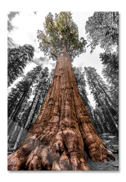 Pixxprint Riesenbaum Regenwald, Glasbild