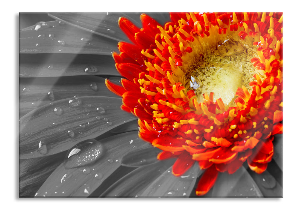 Pixxprint Gerbera mit Wassertropfen, Glasbild