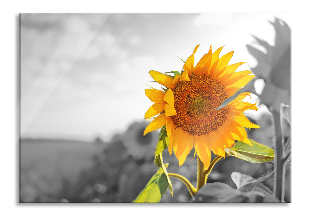 Pixxprint Nahaufnahme einer Sonnenblume, Glasbild