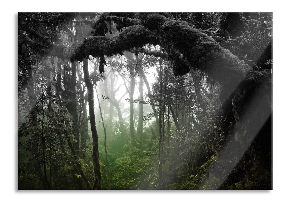 Regenwald in seiner Pracht, Glasbild