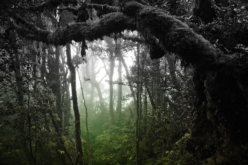 Regenwald in seiner Pracht, Glasbild
