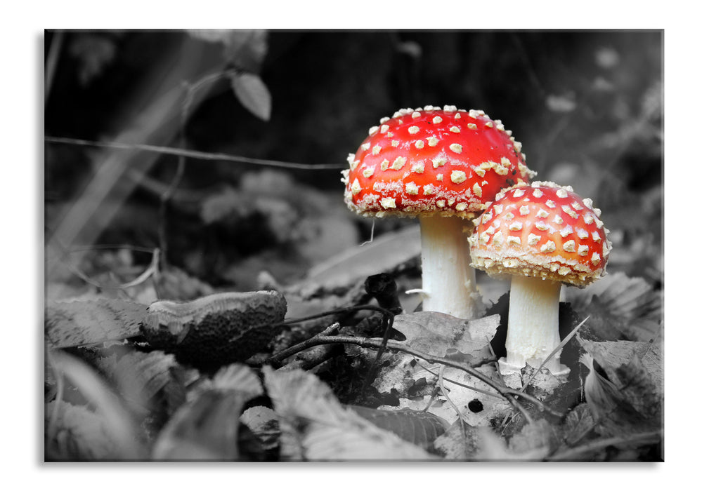 zwei kleine Fliegenpilze im Wald, Glasbild