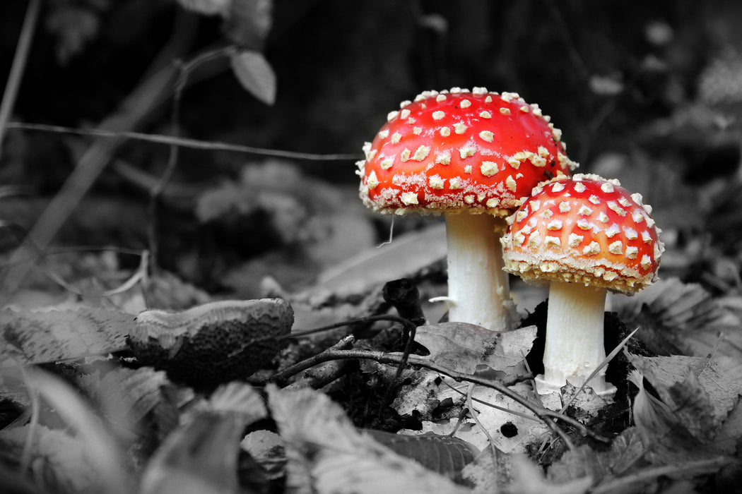 zwei kleine Fliegenpilze im Wald, Glasbild