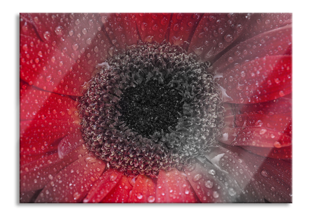 Pixxprint Rote Gerbera mit Wassertropfen, Glasbild